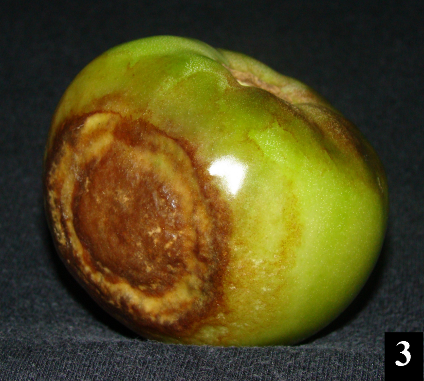Closeup of a green tomato with a brown end caused by late blight.